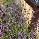 Bed & Breakfast Vangeled Gaard -