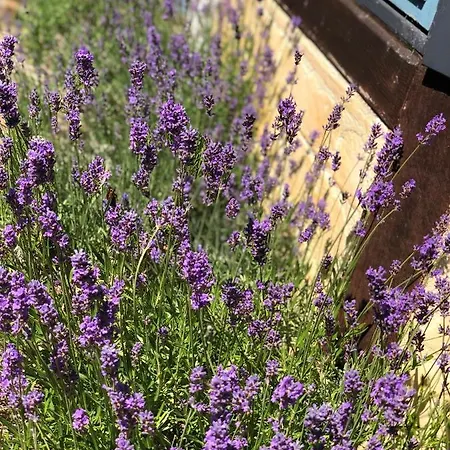 Oda ve Kahvaltı Vangeled Gaard -